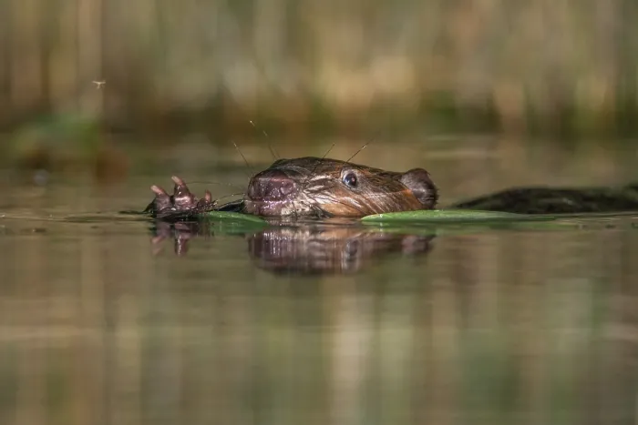 Framed Print : RF - European beaver (Castor fiber) swimming on the surface with a reed in its mouth, River Rhone, Alps, France Framed Print : RF - European beaver (Castor fiber) swimming on the surface with a reed in its mouth, River Rhone, Alps, France