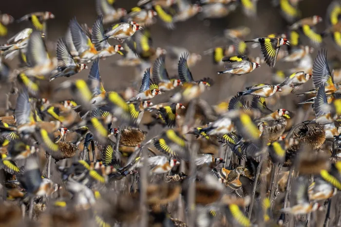Framed Print : RF - European goldfinch (Carduelis carduelis) flock, in flight over field of dead Sunflowers, Lower Silesia, Poland. February Framed Print : RF - European goldfinch (Carduelis carduelis) flock, in flight over field of dead Sunflowers, Lower Silesia, Poland. February