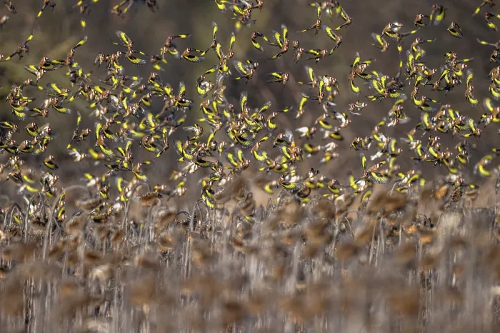 Framed Print : RF - European goldfinch (Carduelis carduelis) flock in flight over field of dead Sunflowers, Lower Silesia, Poland. February Framed Print : RF - European goldfinch (Carduelis carduelis) flock in flight over field of dead Sunflowers, Lower Silesia, Poland. February