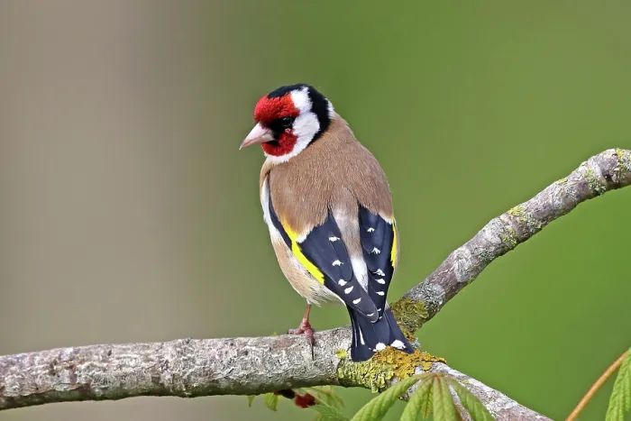 Framed Print : RF - European goldfinch (Carduelis carduelis) perched on branch, Denmark. May. (This image may be licensed either as rights managed or royalty free.) Framed Print : RF - European goldfinch (Carduelis carduelis) perched on branch, Denmark. May. (This image may be licensed either as rights managed or royalty free.)