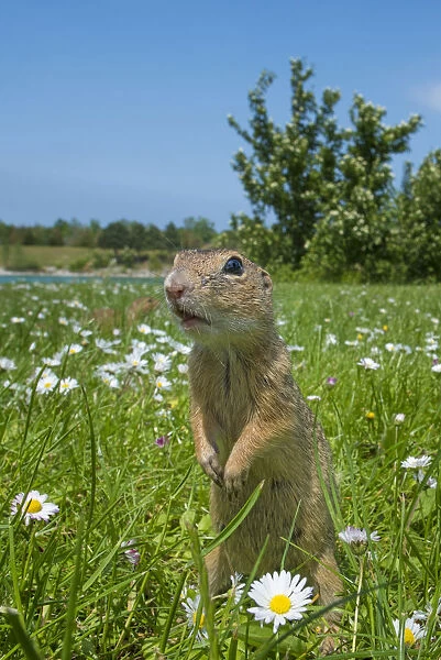 RF - European ground squirrel  /  Souslik (Spermophilus citellus) in grass with daisies