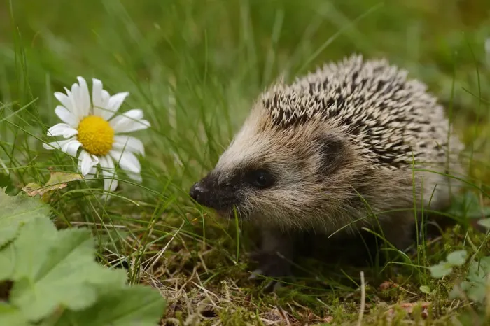 Framed Print : RF- European hedgehog (Erinaceus europaeus) orphan, Jarfalla, Sweden. August
