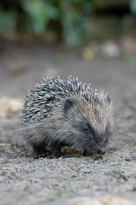 Framed Print : RF - European hedgehog (Erinaceus europaeus) portrait, Norwich, Norfolk, England, UK. May. (This image may be licensed either as rights managed or royalty free.) Framed Print : RF - European hedgehog (Erinaceus europaeus) portrait, Norwich, Norfolk, England, UK. May. (This image may be licensed either as rights managed or royalty free.)