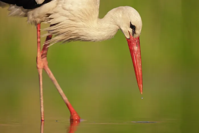 Framed Print : RF - European white stork (Ciconia ciconia) portrait, Pusztaszer, Kiskunsagi National Park, Hungary. May. (This image may be licensed either as rights managed or royalty free.)