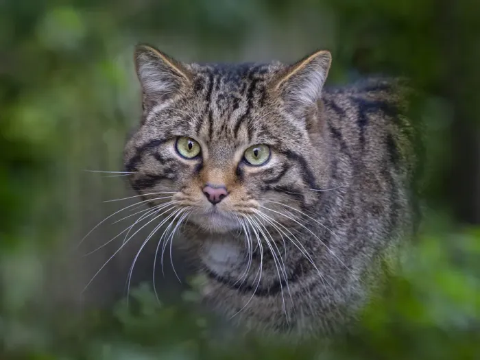 Framed Print : RF - European wildcat (Felis silvestris silvestris) portrait, captive Framed Print : RF - European wildcat (Felis silvestris silvestris) portrait, captive
