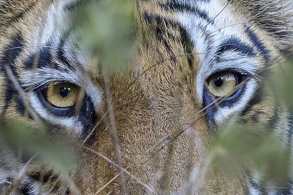RF - Eyes  /  face of female Bengal tiger (Panthera tigris tigris
