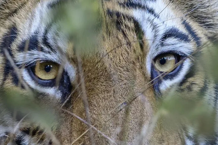 Framed Print : RF - Eyes / face of female Bengal tiger (Panthera tigris tigris Framed Print : RF - Eyes / face of female Bengal tiger (Panthera tigris tigris