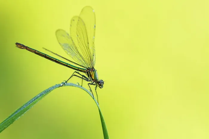 Framed Print : RF - Female Banded demoiselle damselfly (Calopteryx splendens) roosting among grasses. Cornwall, UK. July. (This image may be licensed either as rights managed or royalty free) Framed Print : RF - Female Banded demoiselle damselfly (Calopteryx splendens) roosting among grasses. Cornwall, UK. July. (This image may be licensed either as rights managed or royalty free)