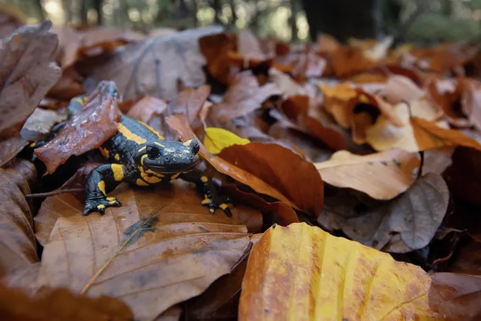 Framed Print : RF - Fire salamander (Salamandra salamandra) among dried leaves, Hallerbos, Belgium. November. (This image may be licensed either as rights managed or royalty free.) Framed Print : RF - Fire salamander (Salamandra salamandra) among dried leaves, Hallerbos, Belgium. November. (This image may be licensed either as rights managed or royalty free.)