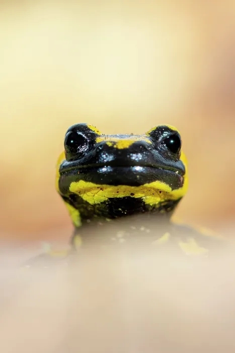 Framed Print : RF - Fire salamander (Salamandra salamandra) head portrait, Hallerbos, Belgium. November. (This image may be licensed either as rights managed or royalty free.) Framed Print : RF - Fire salamander (Salamandra salamandra) head portrait, Hallerbos, Belgium. November. (This image may be licensed either as rights managed or royalty free.)