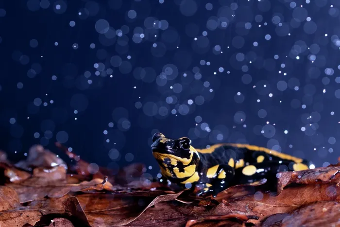 Framed Print : RF - Fire salamander (Salamandra salamandra) in rain, portrait, Hallerbos, Belgium. November. (This image may be licensed either as rights managed or royalty free.) Framed Print : RF - Fire salamander (Salamandra salamandra) in rain, portrait, Hallerbos, Belgium. November. (This image may be licensed either as rights managed or royalty free.)