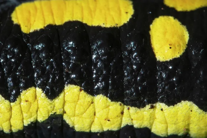 Framed Print : RF - Fire salamander (Salamandra salamandra) skin detail, Hallerbos, Belgium. November. (This image may be licensed either as rights managed or royalty free.) Framed Print : RF - Fire salamander (Salamandra salamandra) skin detail, Hallerbos, Belgium. November. (This image may be licensed either as rights managed or royalty free.)
