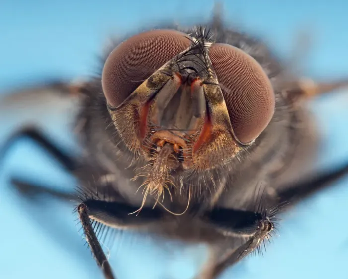 Framed Print : RF- Flesh fly (Sarcophaga) portrait Framed Print : RF- Flesh fly (Sarcophaga) portrait