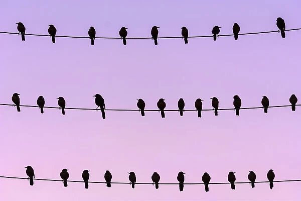 RF - Flock of Boat-tailed grackle (Quiscalus major) on wires at dawn. Crystal River