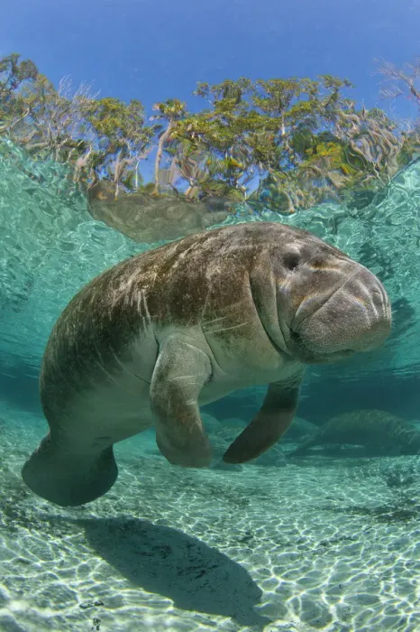 Framed Print : RF- Florida manatee (Trichechus manatus latirostrus) portrait in Three Sisters Spring Framed Print : RF- Florida manatee (Trichechus manatus latirostrus) portrait in Three Sisters Spring