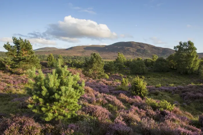 Framed Print : RF - Flowering heather moor and scattered pine and birch, Tulloch Moor, Cairngorms National Park Framed Print : RF - Flowering heather moor and scattered pine and birch, Tulloch Moor, Cairngorms National Park
