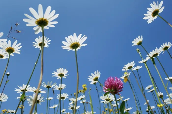 Framed Print : RF - Flowering meadow with Marguerites (Leucanthemum vulgare) and Red clover (Trifolium pratense) against blue sky, Upper Bavaria, Germany. May Framed Print : RF - Flowering meadow with Marguerites (Leucanthemum vulgare) and Red clover (Trifolium pratense) against blue sky, Upper Bavaria, Germany. May