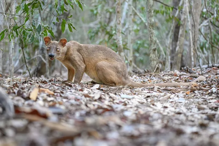 Framed Print : RF - Fosa (Cryptoprocta ferox) female, resting on forest floor in dry deciduous forest, Kirindy, Menabe, western Madagascar