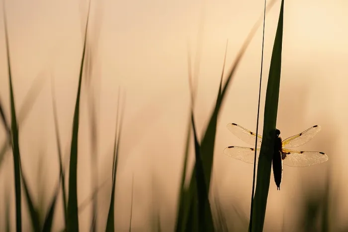 Framed Print : RF - Four-spotted chaser dragonfly (Libellula quadrimaculata) roosting, silhouetted at sunrise, Ham Wall RSPB Nature reserve, Somerset, England, UK. May Framed Print : RF - Four-spotted chaser dragonfly (Libellula quadrimaculata) roosting, silhouetted at sunrise, Ham Wall RSPB Nature reserve, Somerset, England, UK. May