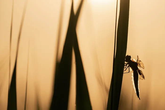 Framed Print : RF - Four-spotted chaser dragonfly (Libellula quadrimaculata) roosting, silhouetted at sunrise, Ham Wall RSPB Nature reserve, Somerset, England, UK. May Framed Print : RF - Four-spotted chaser dragonfly (Libellula quadrimaculata) roosting, silhouetted at sunrise, Ham Wall RSPB Nature reserve, Somerset, England, UK. May