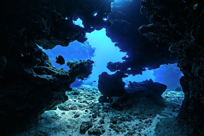 Framed Print : RF - French angelfish (Pomacanthus paru) swimming through a coral cavern, East End, Grand Cayman, Cayman Islands, British West Indies, Caribbean Sea Framed Print : RF - French angelfish (Pomacanthus paru) swimming through a coral cavern, East End, Grand Cayman, Cayman Islands, British West Indies, Caribbean Sea