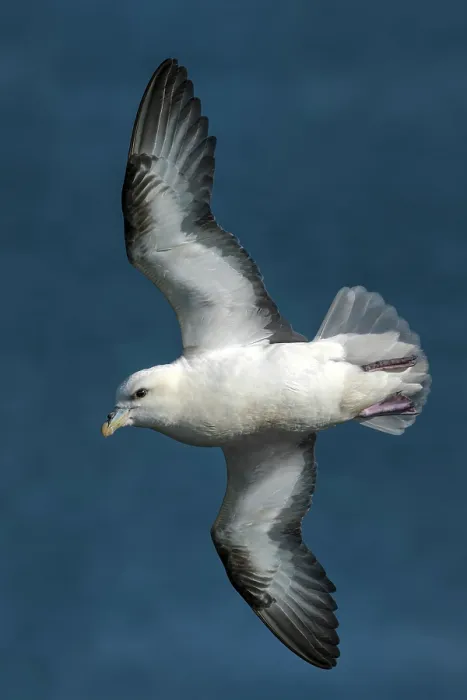 Framed Print : RF - Fulmar (Fulmarus glacialis) in flight, Shetland Islands, Scotland, UK. July. (This image may be licensed either as rights managed or royalty free.) Framed Print : RF - Fulmar (Fulmarus glacialis) in flight, Shetland Islands, Scotland, UK. July. (This image may be licensed either as rights managed or royalty free.)