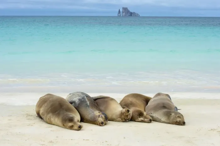Framed Print : RF - Galapagos sea lions (Zalophus wollebaeki) five females hauled out on a beach Framed Print : RF - Galapagos sea lions (Zalophus wollebaeki) five females hauled out on a beach