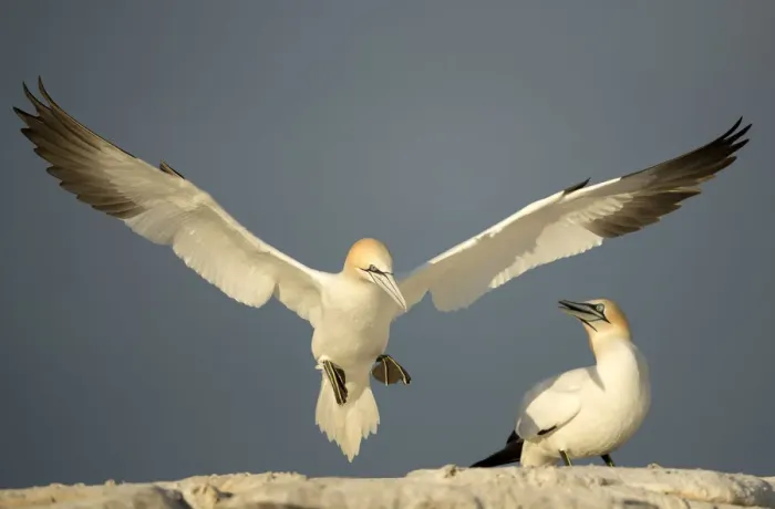 Framed Print : RF- Gannet (Morus) in flight, Great Saltee, County Wexford, Ireland. April Framed Print : RF- Gannet (Morus) in flight, Great Saltee, County Wexford, Ireland. April