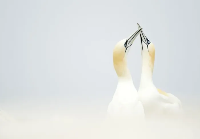 Framed Print : RF- Gannets (Morus) displaying, Great Saltee, County Wexford, Ireland. May Framed Print : RF- Gannets (Morus) displaying, Great Saltee, County Wexford, Ireland. May