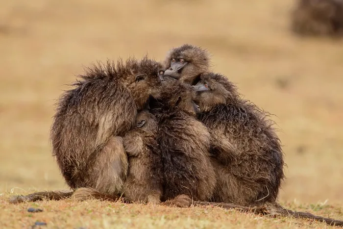 Framed Print : RF - Gelada baboon (Theropithecus gelada) females huddling together in the rain, Simien Mountains National Park Framed Print : RF - Gelada baboon (Theropithecus gelada) females huddling together in the rain, Simien Mountains National Park