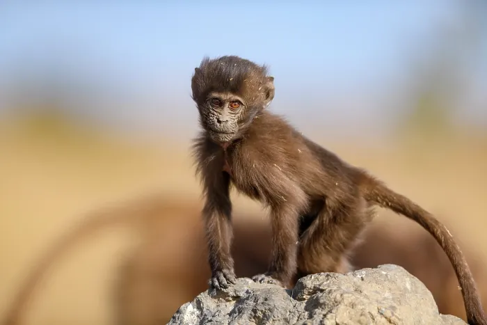 Framed Print : RF - Gelada baboon (Theropithecus gelada) infant standing on a rock, Simien Mountains, Ethiopia. (This image may be licensed either as rights managed or royalty free.) Framed Print : RF - Gelada baboon (Theropithecus gelada) infant standing on a rock, Simien Mountains, Ethiopia. (This image may be licensed either as rights managed or royalty free.)