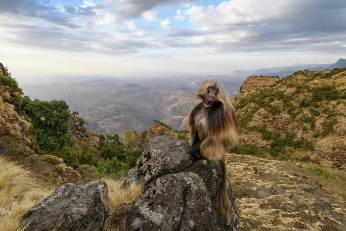 Framed Print : RF - Gelada baboon (Theropithecus gelada) male, sitting on a rock with the mountains and cliffs behind, Simien Mountains National Park, Ethiopia Framed Print : RF - Gelada baboon (Theropithecus gelada) male, sitting on a rock with the mountains and cliffs behind, Simien Mountains National Park, Ethiopia