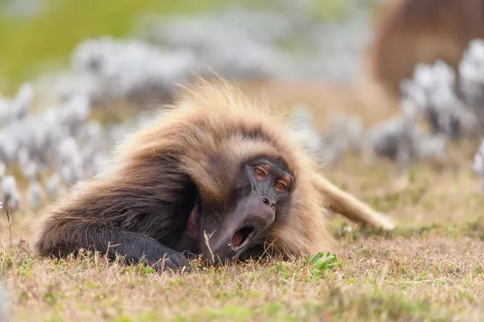 Framed Print : RF - Gelada baboon (Theropithecus gelada) male resting on the ground and yawning, Guassa Community Conservation Area, Ethiopia Framed Print : RF - Gelada baboon (Theropithecus gelada) male resting on the ground and yawning, Guassa Community Conservation Area, Ethiopia