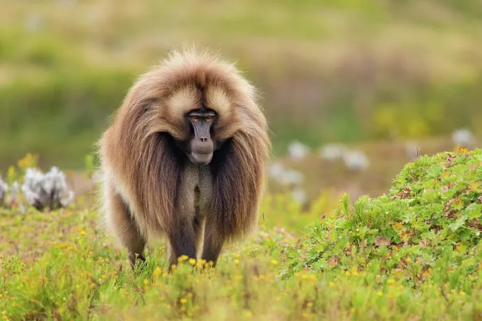 Framed Print : RF - Gelada baboon (Theropithecus gelada) male walking through mountain grassland, Guassa Community Conservation Area, Ethiopia Framed Print : RF - Gelada baboon (Theropithecus gelada) male walking through mountain grassland, Guassa Community Conservation Area, Ethiopia