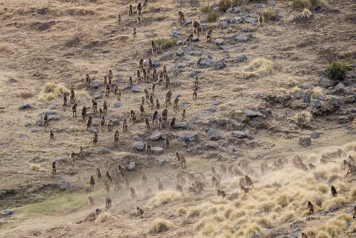 Framed Print : RF - Gelada baboon (Theropithecus gelada) troop walking across dusty grassland, Simien Mountains National Park, Ethiopia Framed Print : RF - Gelada baboon (Theropithecus gelada) troop walking across dusty grassland, Simien Mountains National Park, Ethiopia