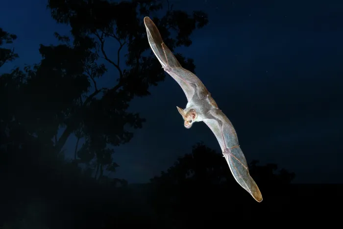 Framed Print : RF - Ghost bat (Macroderma gigas) in flight along the edge of a high escarpment shortly before sunrise, Adelaide River Hills, Northern Territory, Australia Framed Print : RF - Ghost bat (Macroderma gigas) in flight along the edge of a high escarpment shortly before sunrise, Adelaide River Hills, Northern Territory, Australia
