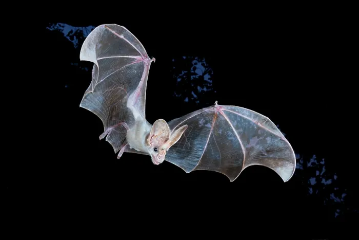 Framed Print : RF - Ghost bat (Macroderma gigas) male in flight at night, Adelaide River Hills, Northern Territory, Australia Framed Print : RF - Ghost bat (Macroderma gigas) male in flight at night, Adelaide River Hills, Northern Territory, Australia