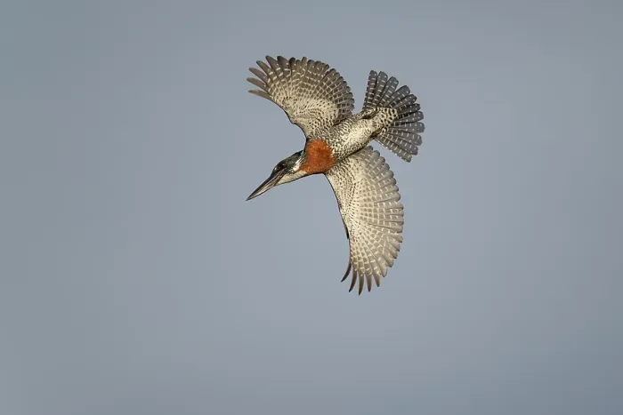 Framed Print : RF - Giant kingfisher (Megaceryle maxima) male, swooping down from perch, Allahein river, The Gambia. (This image may be licensed either as rights managed or royalty free.) Framed Print : RF - Giant kingfisher (Megaceryle maxima) male, swooping down from perch, Allahein river, The Gambia. (This image may be licensed either as rights managed or royalty free.)
