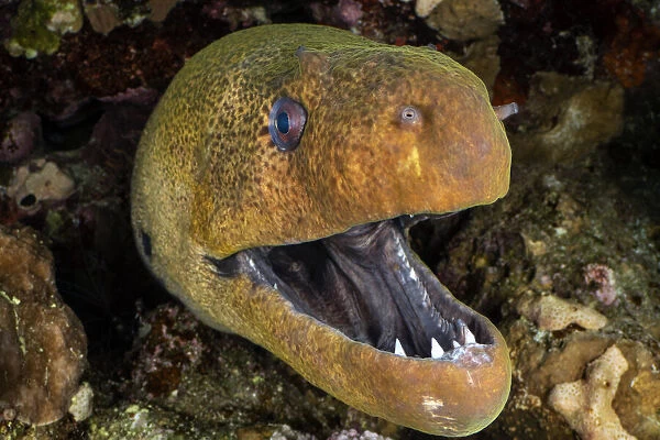 RF - Giant moray (Gymnothorax javanicus) with mouth open, looming out of a crevice in coral reef at night, Sharm El Sheikh, Egypt, Red Sea. (This image may be licensed either as rights managed or royalty free. )