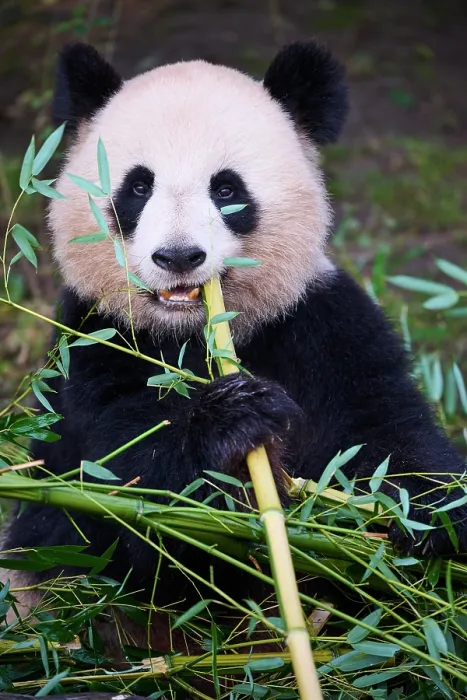 Framed Print : RF - Giant panda (Ailuropoda melanoleuca) female, feeding on bamboo, Zoo Parc de Beauval, France. Captive. (This image may be licensed either as rights managed or royalty free.) Framed Print : RF - Giant panda (Ailuropoda melanoleuca) female, feeding on bamboo, Zoo Parc de Beauval, France. Captive. (This image may be licensed either as rights managed or royalty free.)