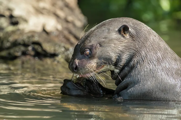 Framed Print : RF - Giant river otter (Pteronura brasiliensis) feeding on fish in river, Mato Grosso, Pantanal, Brazil. Endangered Framed Print : RF - Giant river otter (Pteronura brasiliensis) feeding on fish in river, Mato Grosso, Pantanal, Brazil. Endangered