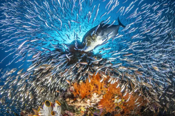 Framed Print : RF - A giant trevally (Caranx ignobilis) scatters baitfish (silversides and cardinalfish Framed Print : RF - A giant trevally (Caranx ignobilis) scatters baitfish (silversides and cardinalfish