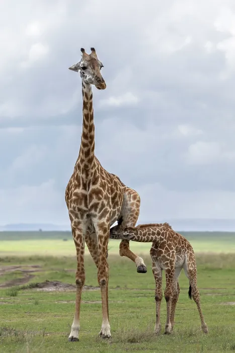 Framed Print : RF - Giraffe (Giraffa camelopardalis) female, suckling its calf, Masai Mara, Kenya. (This image may be licensed either as rights managed or royalty free.) Framed Print : RF - Giraffe (Giraffa camelopardalis) female, suckling its calf, Masai Mara, Kenya. (This image may be licensed either as rights managed or royalty free.)