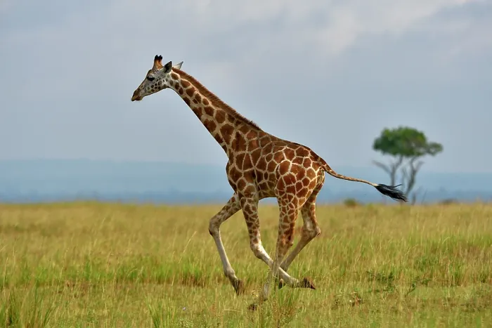 Framed Print : RF - Giraffe (Giraffa camelopardalis) running across grassland, Uganda. (This image may be licensed either as rights managed or royalty free.)
