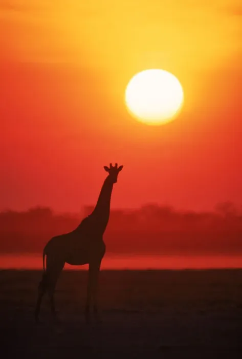 Framed Print : RF- Giraffe silhouette at sunset. Namibia, Etosha National Park Framed Print : RF- Giraffe silhouette at sunset. Namibia, Etosha National Park
