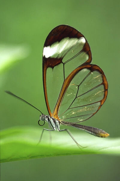 RF- Glasswing butterfly (Greta oto), Costa Rica