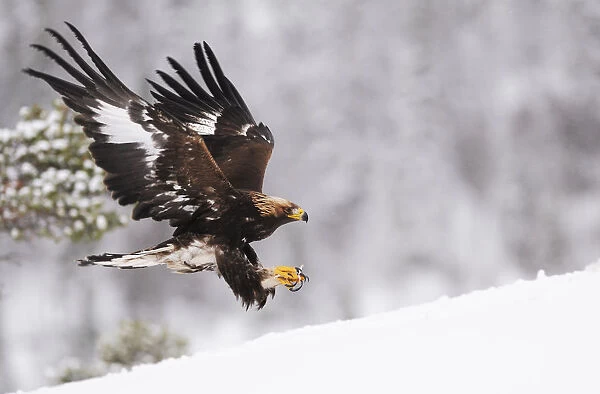 RF- Golden eagle (Aquila chrysaetos) landing in snow, Flatanger, Norway. November