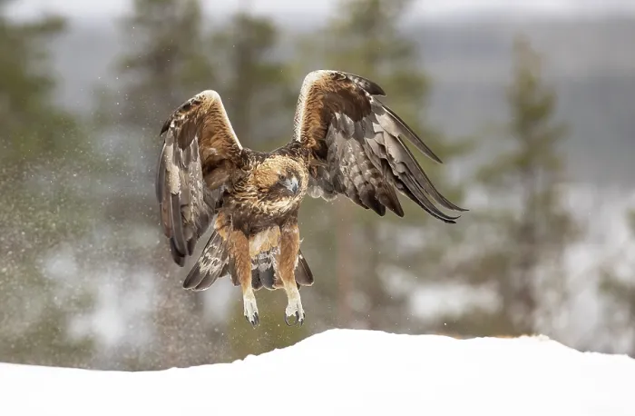 Framed Print : RF - Golden eagle (Aquila chrysaetos) taking flight in the snow, Finland. March. (This image may be licensed either as rights managed or royalty free.) Framed Print : RF - Golden eagle (Aquila chrysaetos) taking flight in the snow, Finland. March. (This image may be licensed either as rights managed or royalty free.)