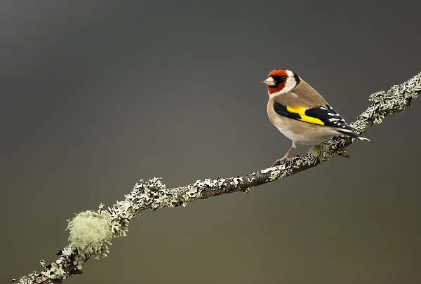 RF- Goldfinch (Carduelis carduelis) perched on branch. Worcestershire, UK. February
