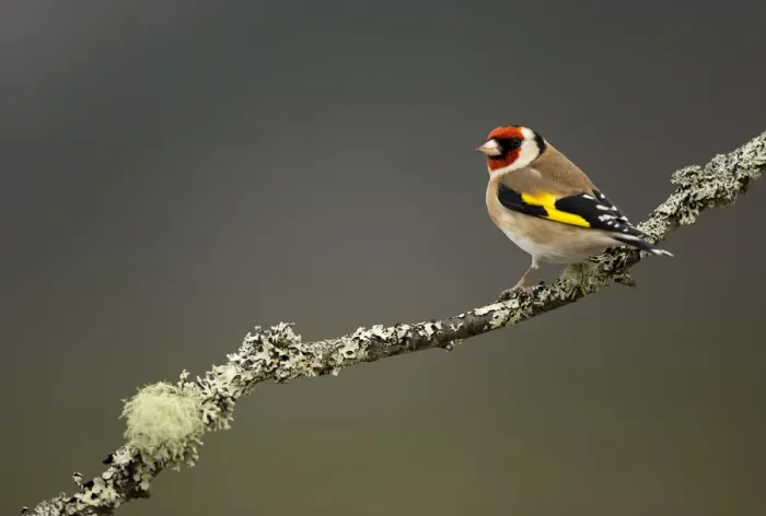 Framed Print : RF- Goldfinch (Carduelis carduelis) perched on branch. Worcestershire, UK. February Framed Print : RF- Goldfinch (Carduelis carduelis) perched on branch. Worcestershire, UK. February